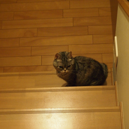 階段にて